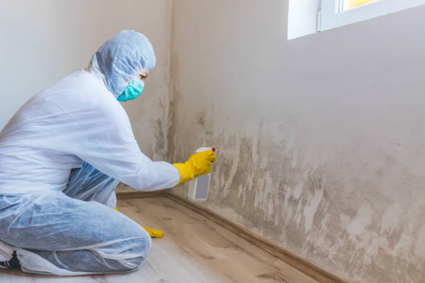 Licensed Basement Mold Removal service in Jamestown, NC - WQB Mold Removal