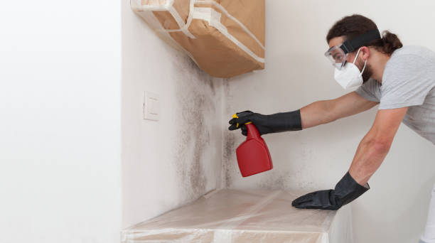 Professional Basement Mold Removal technician working in Jamestown, NC