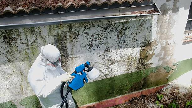 Top rated local Basement Mold Removal specialists in Jamestown, NC
